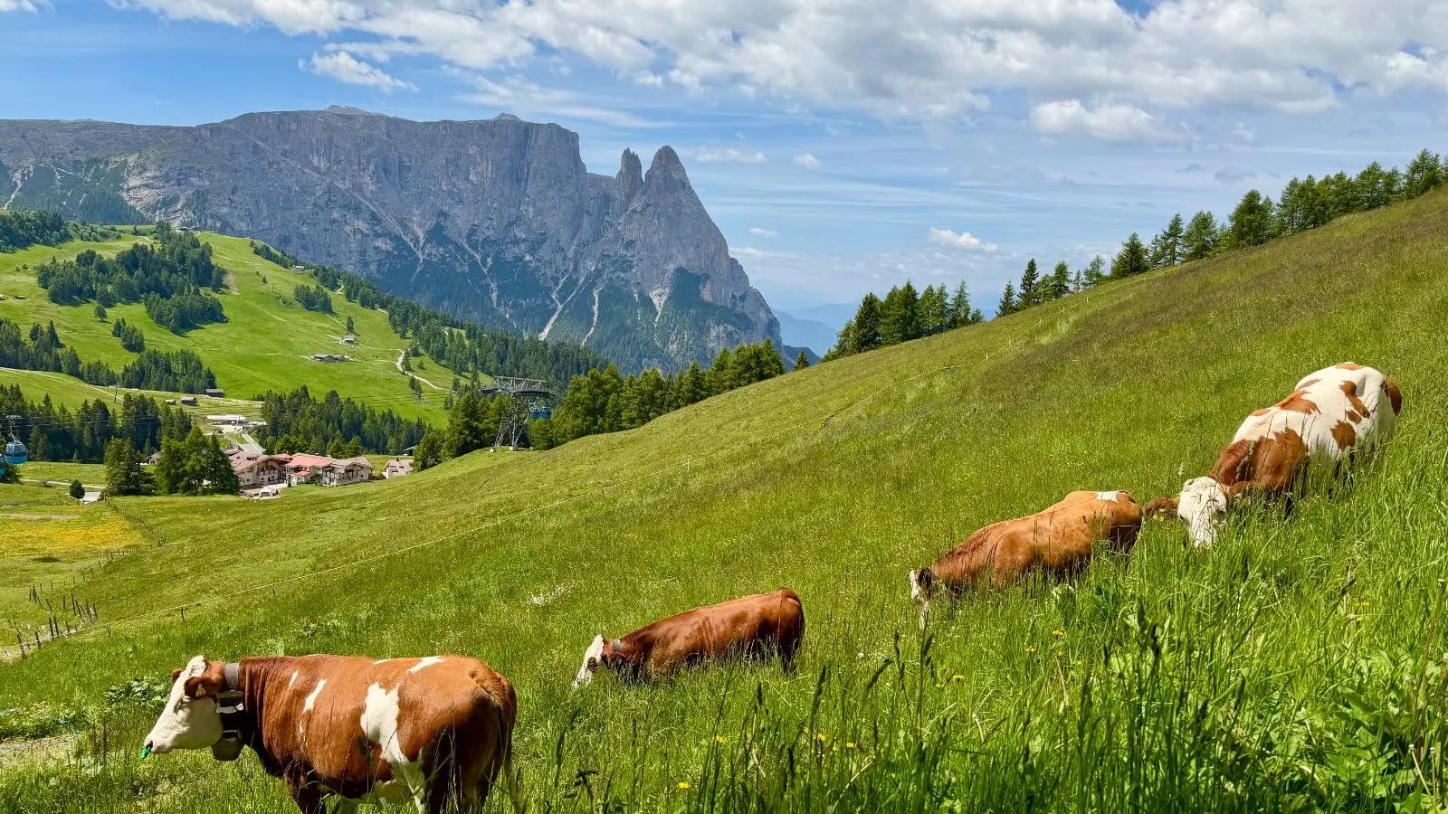 Cows grazing on the Alpe di Siusi meadows below the Dolomites