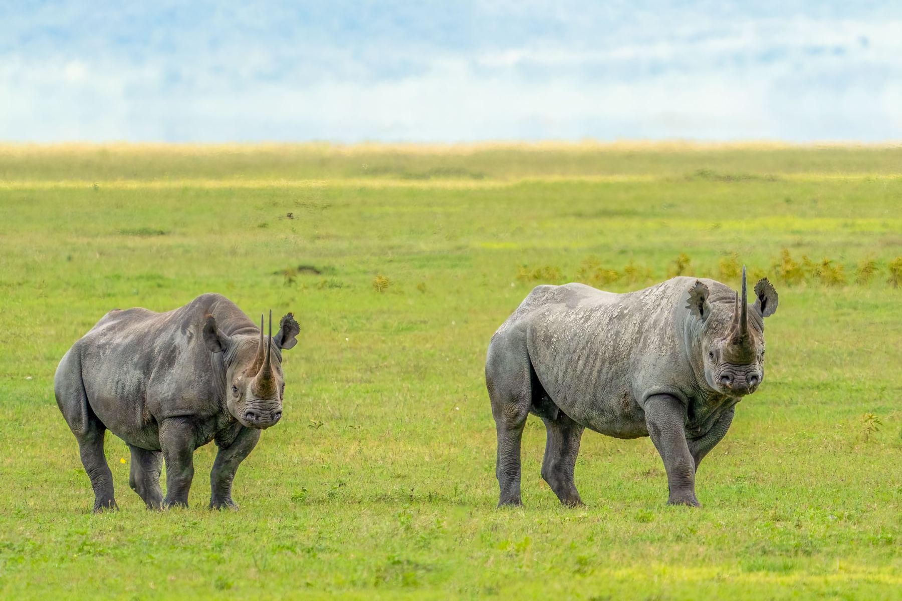 Wildlife in its habitat