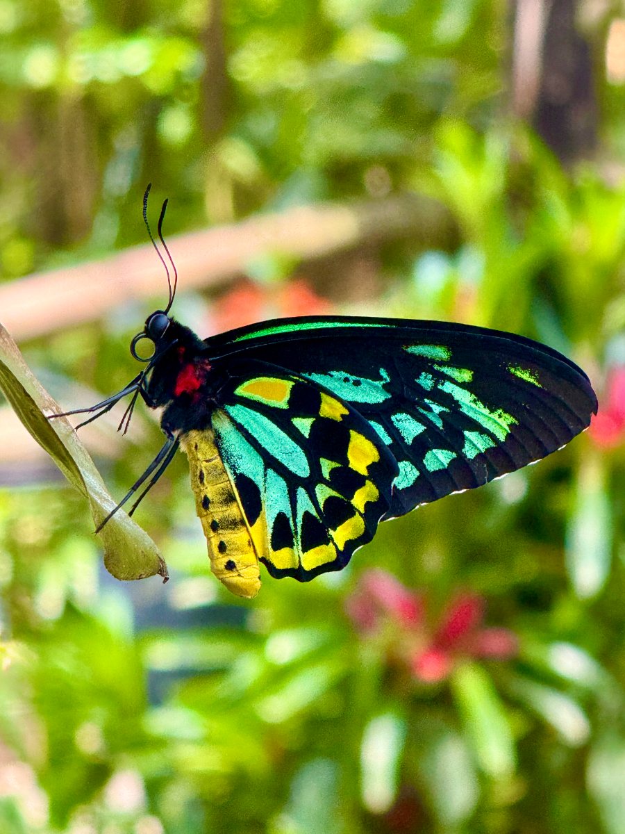 Cairns birdwing butterfly