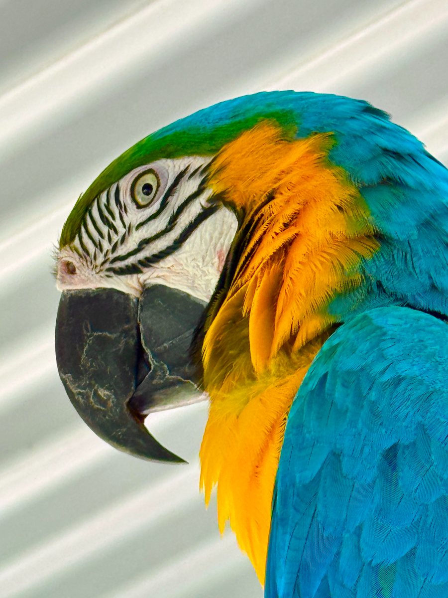 Blue and gold macaw