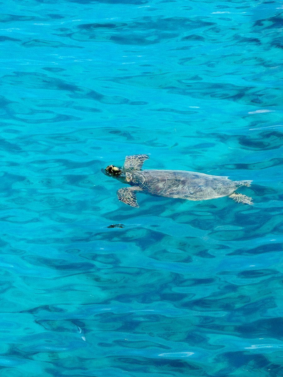 Green sea turtle