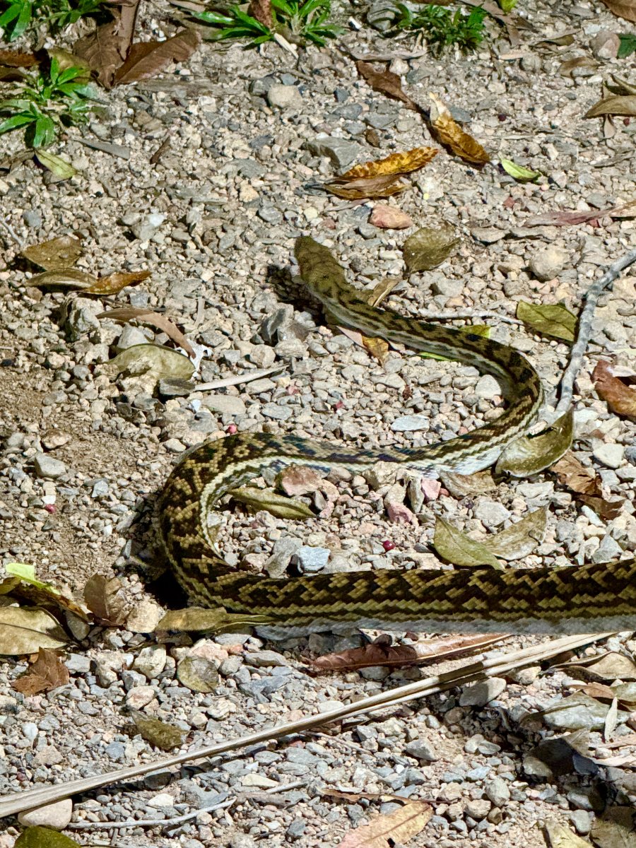 Carpet python
