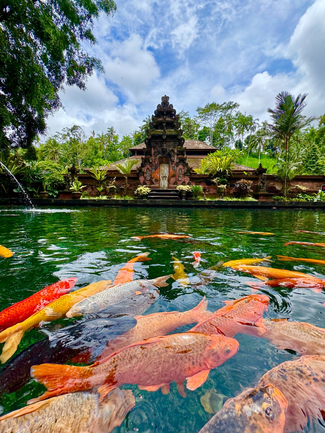 Koi at Tirta Empul water temple