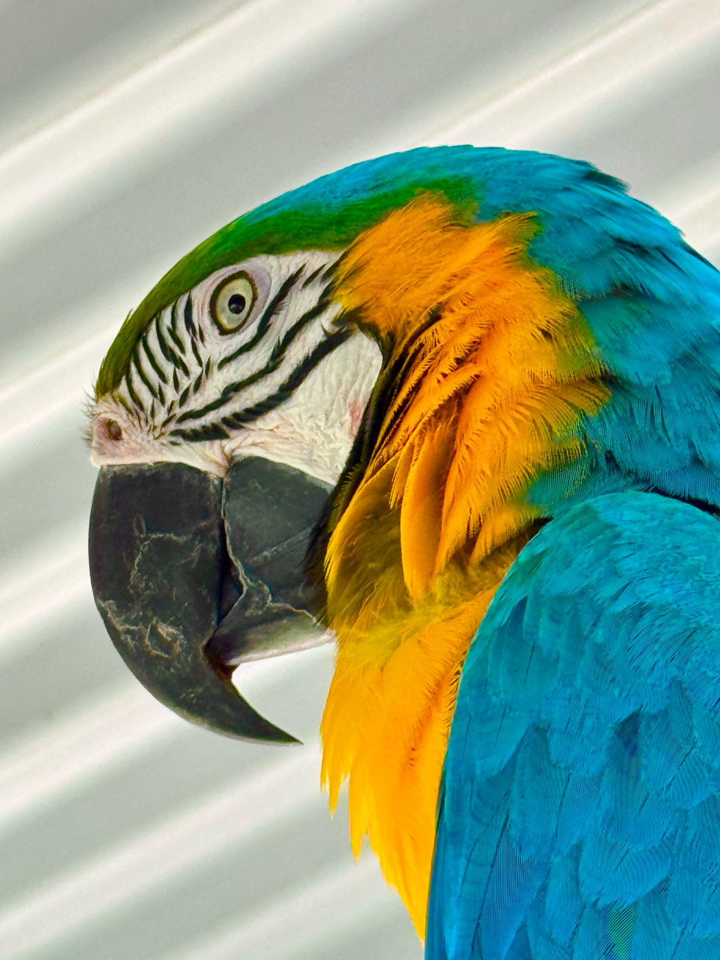 Blue and gold macaw