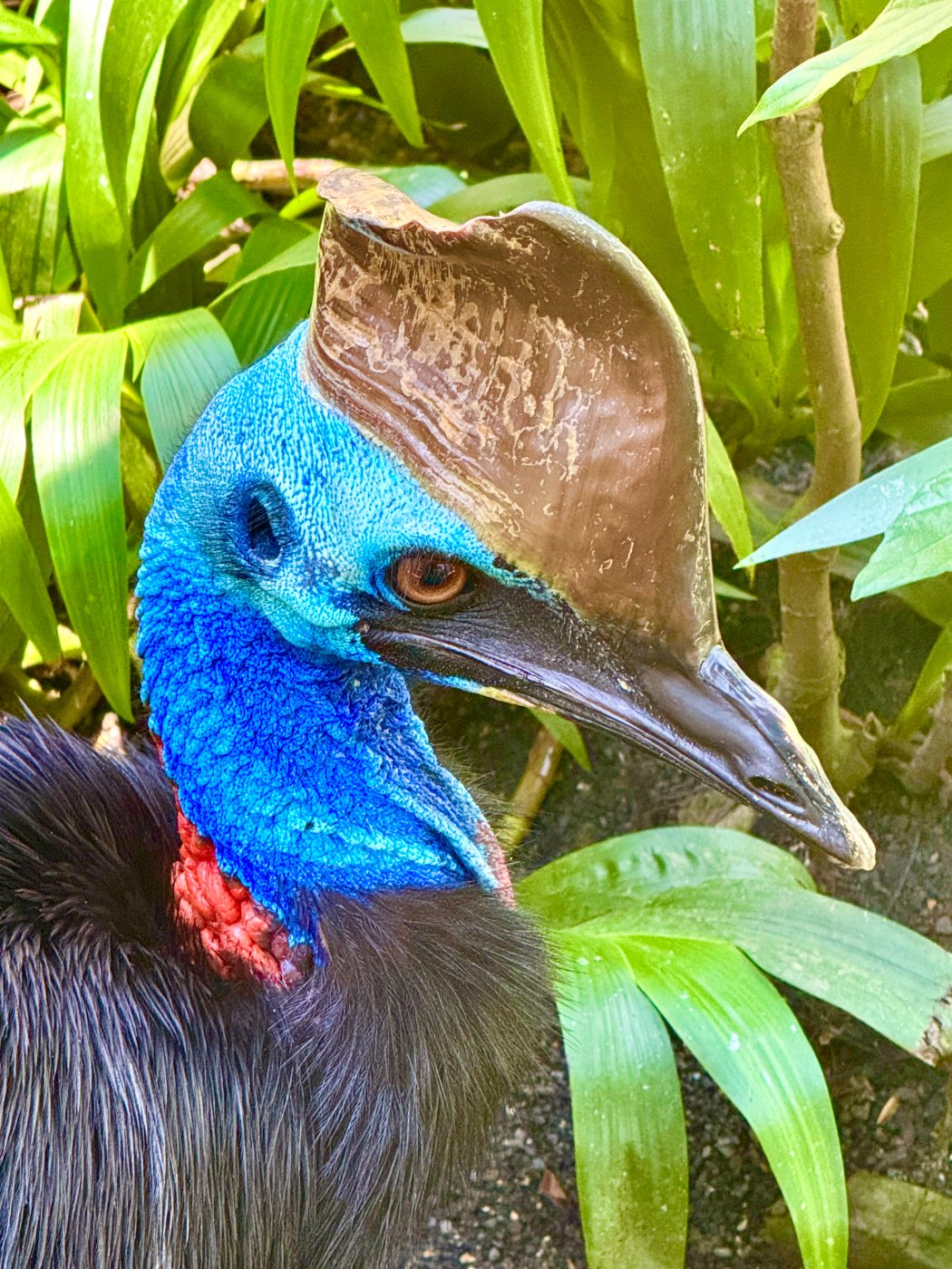 Southern cassowary
