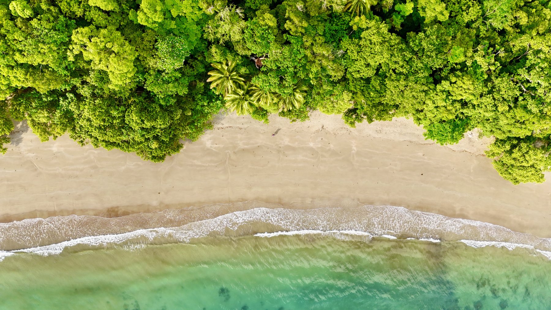 Where the rainforest meets the reef