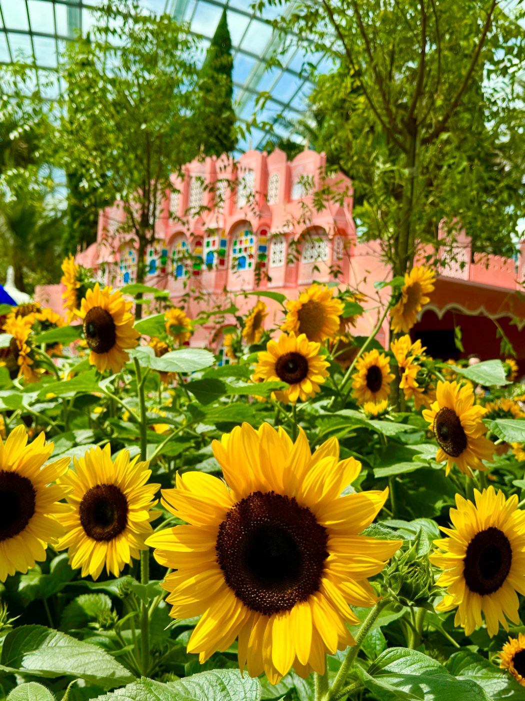 Sunflowers in the Flower Dome