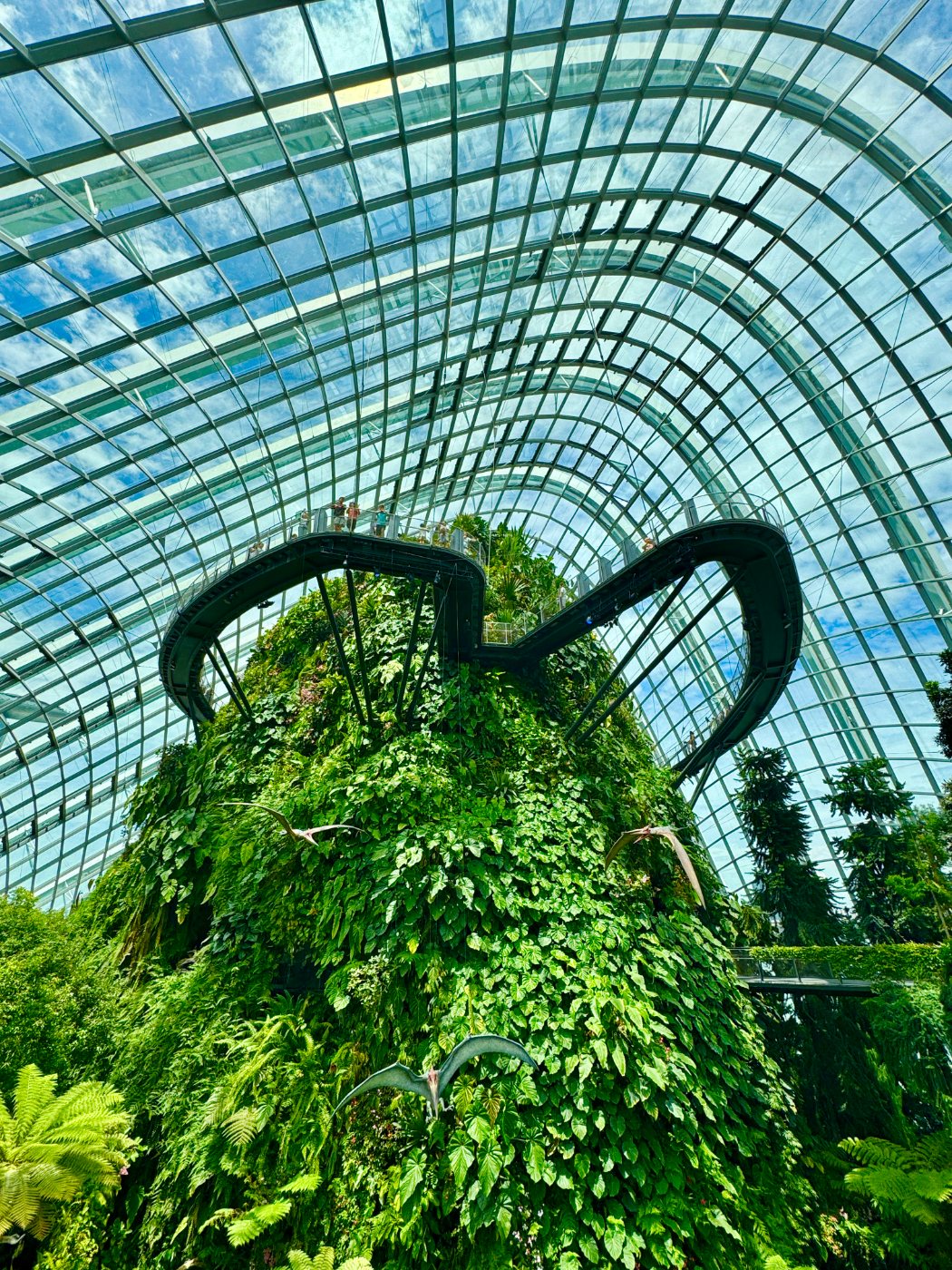 Cloud Forest from below