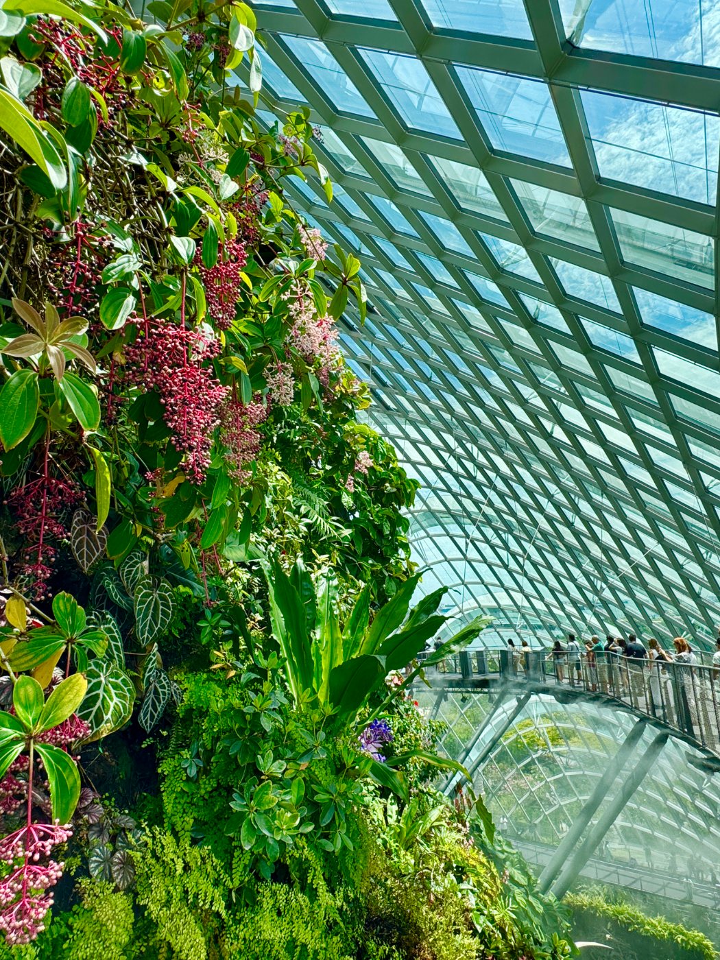 The Cloud Forest walkway