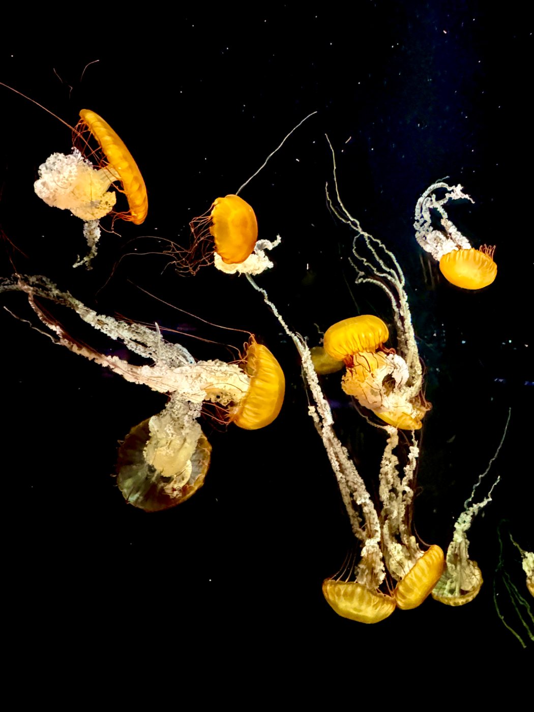 Jellyfish at S.E.A. Aquarium