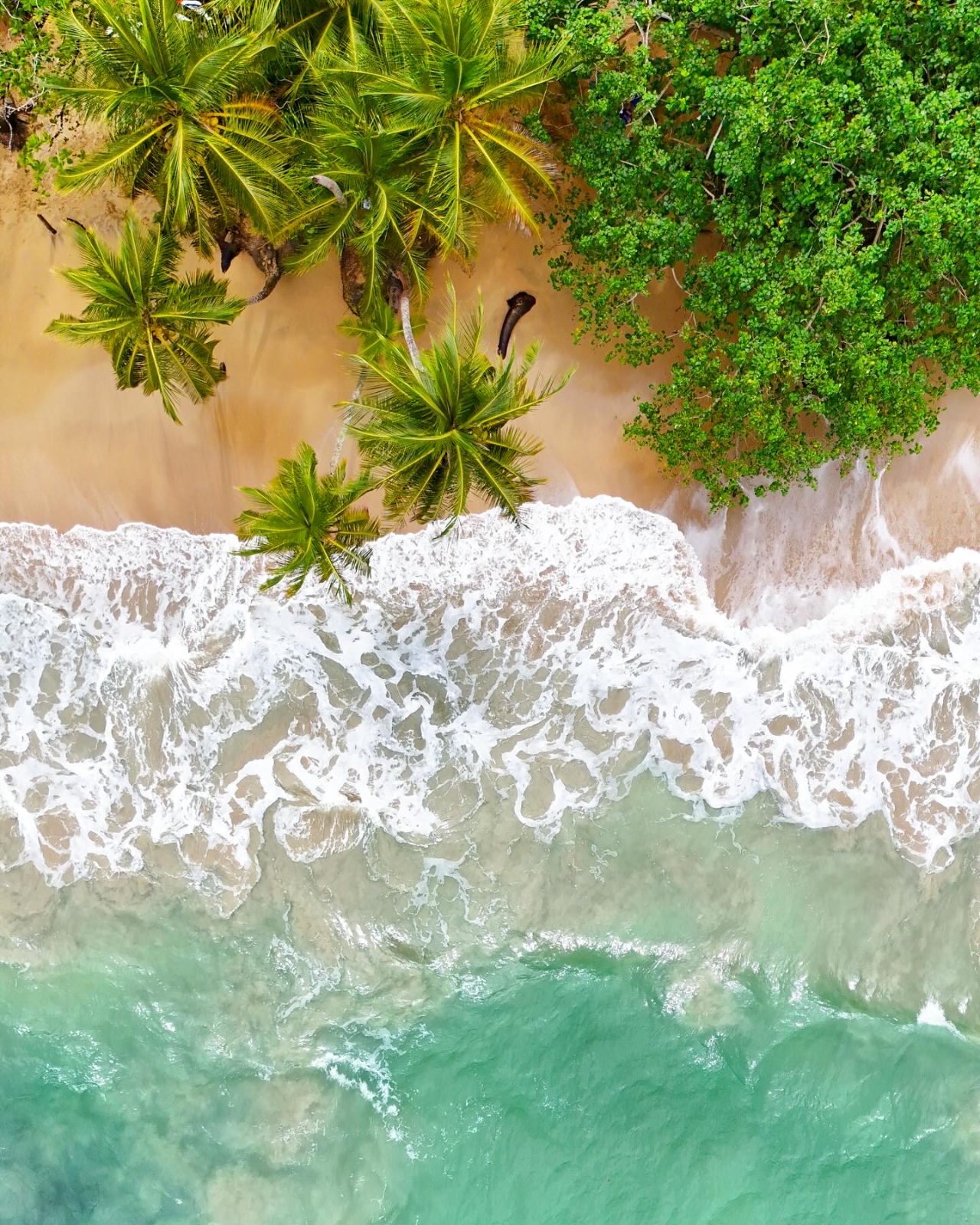 Palms over the turquoise water