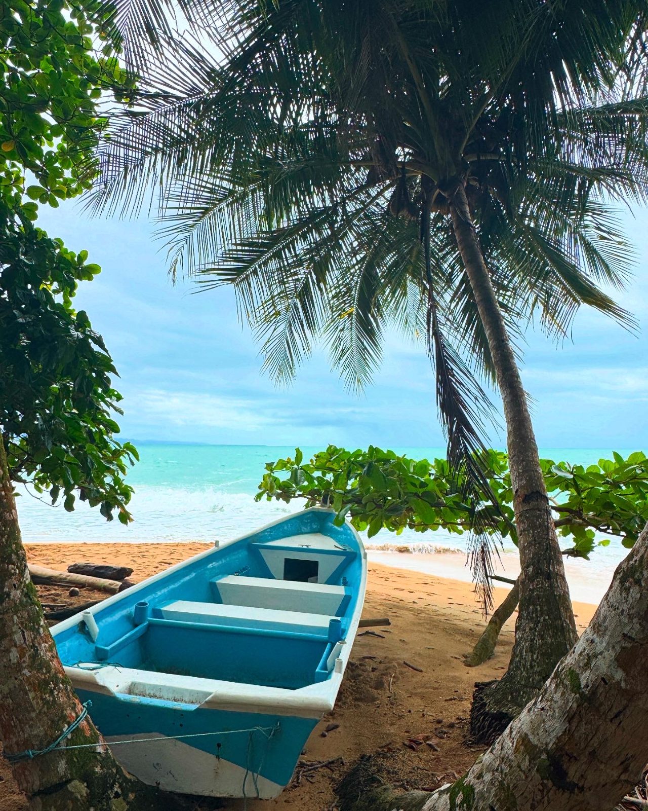 Fishing boat under the palms