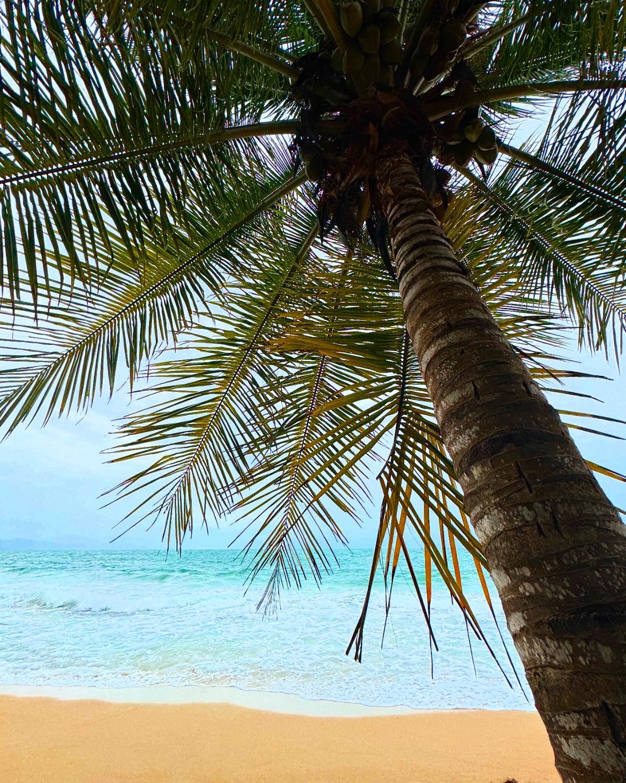 Palm and shoreline, Puerto Viejo