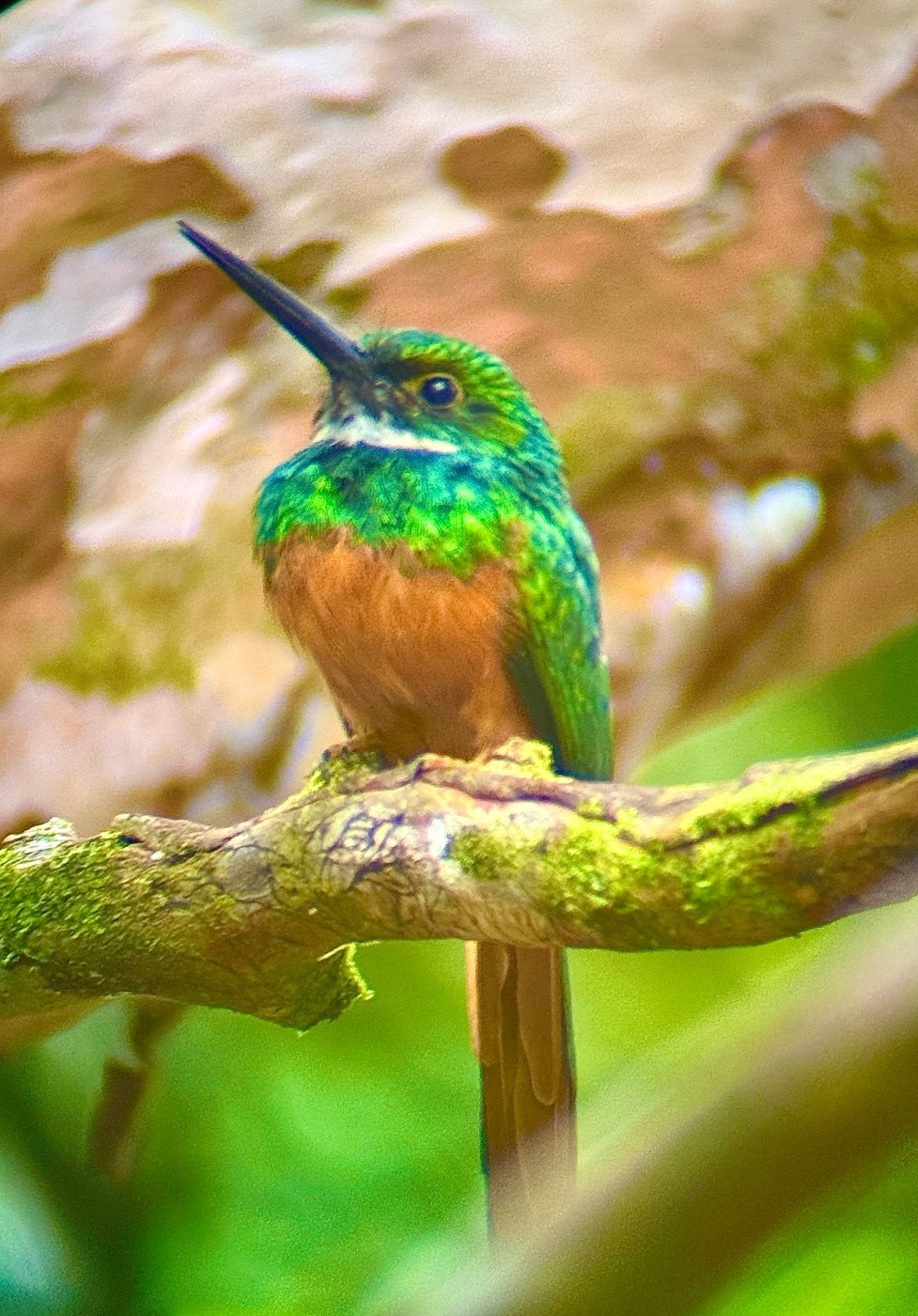 Rufous-tailed jacamar