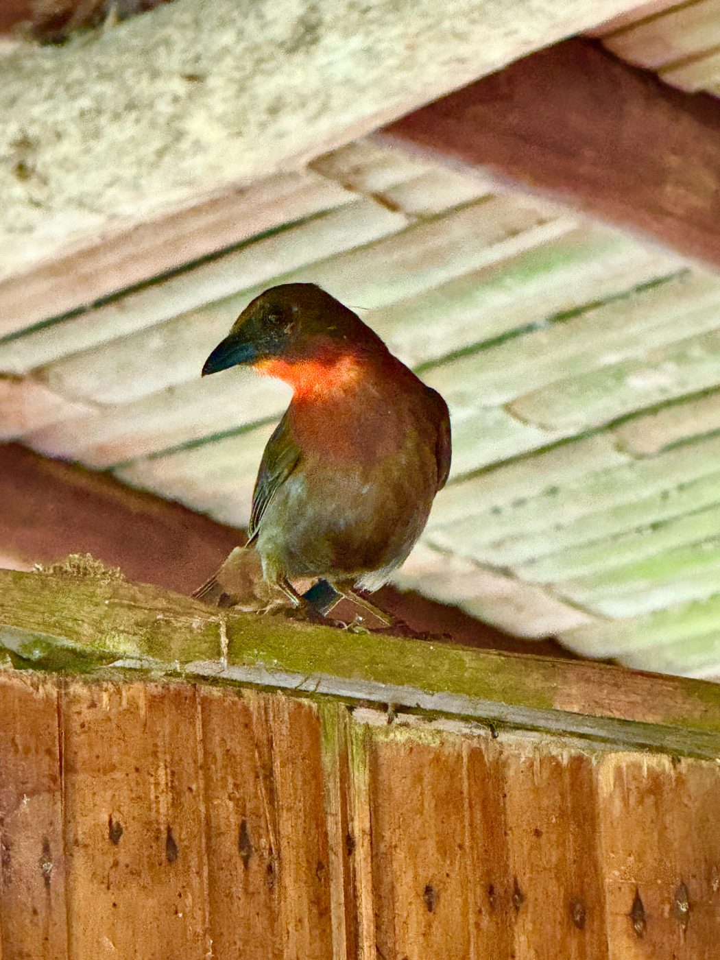 Passerini’s tanager