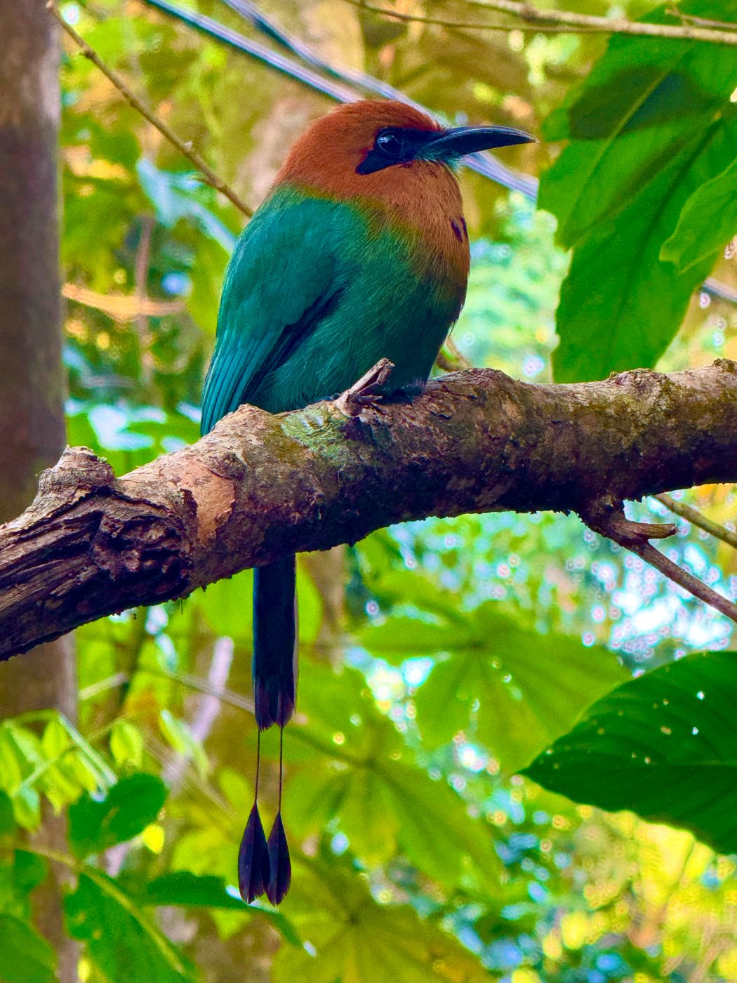 Broad-billed motmot