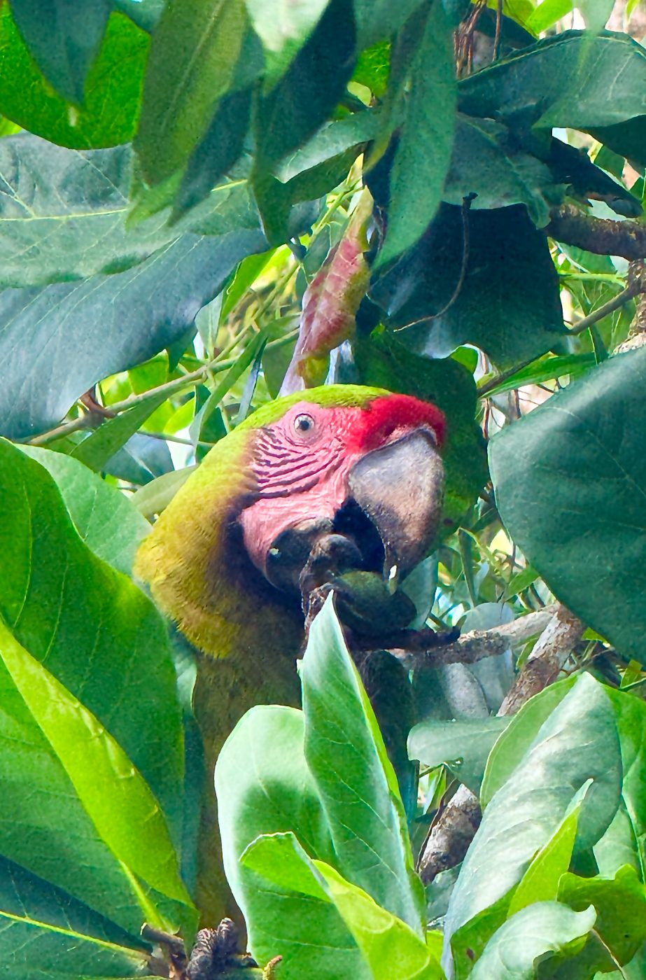 Great green macaw