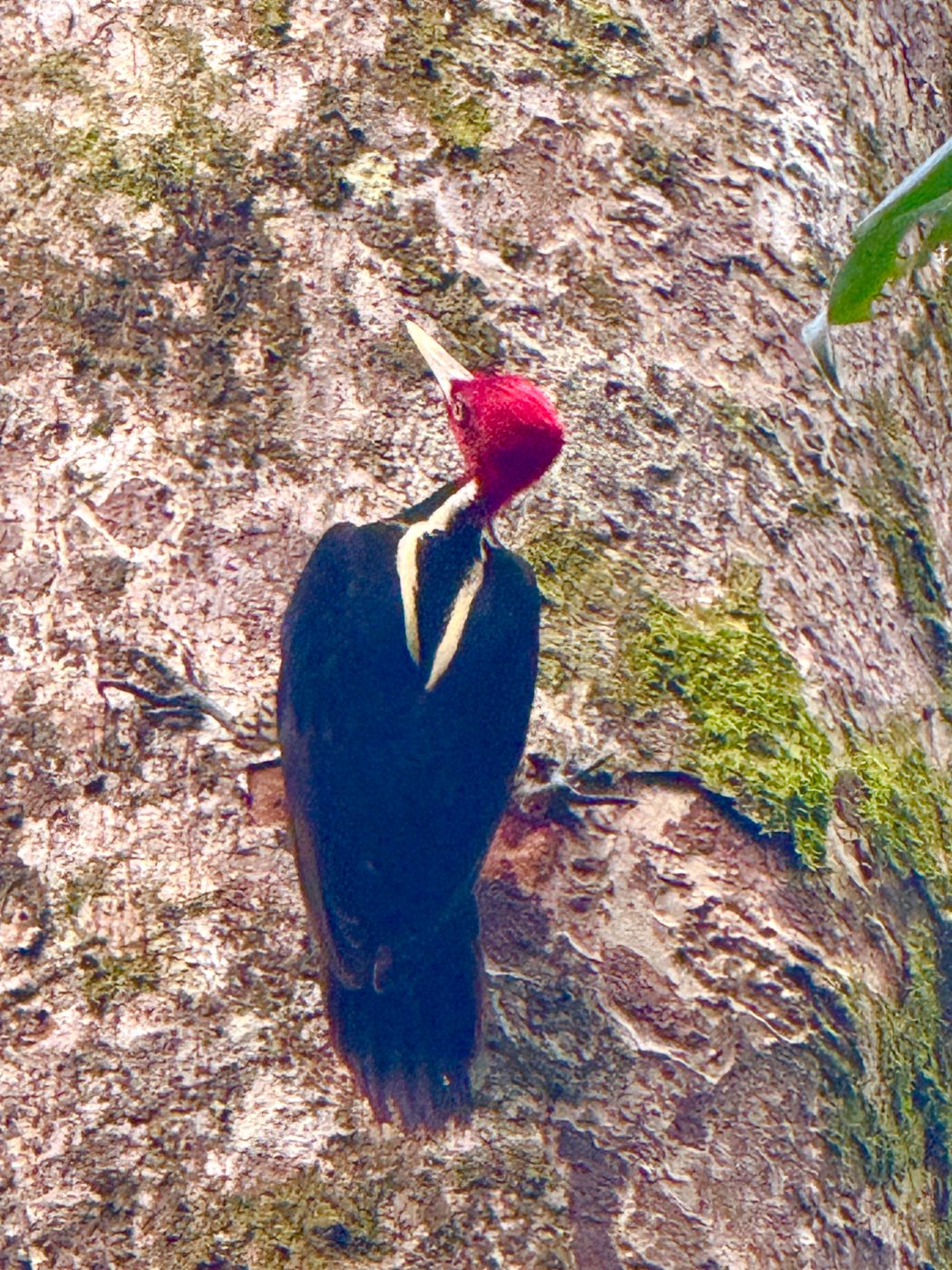 Pale-billed woodpecker