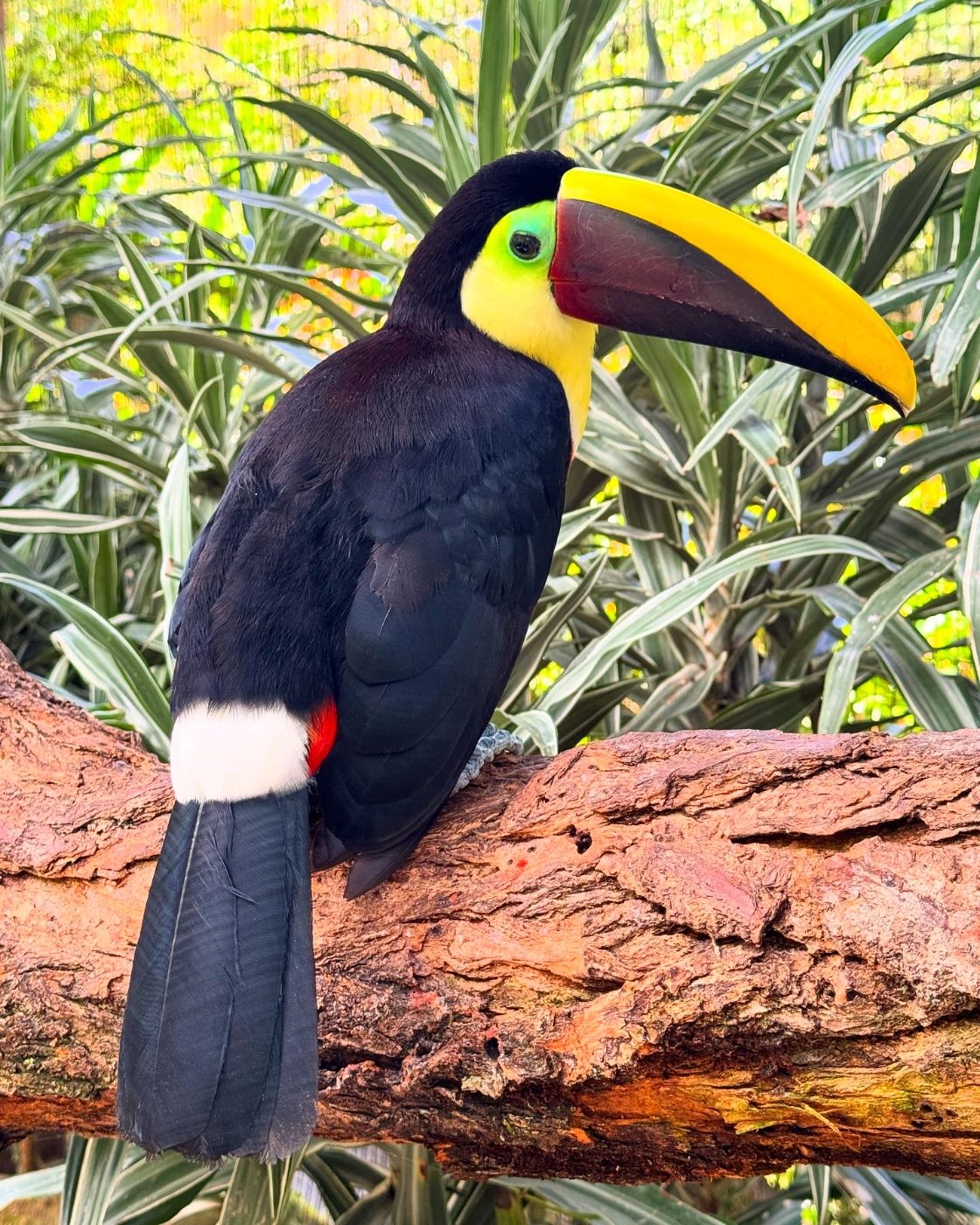Keel-billed toucan