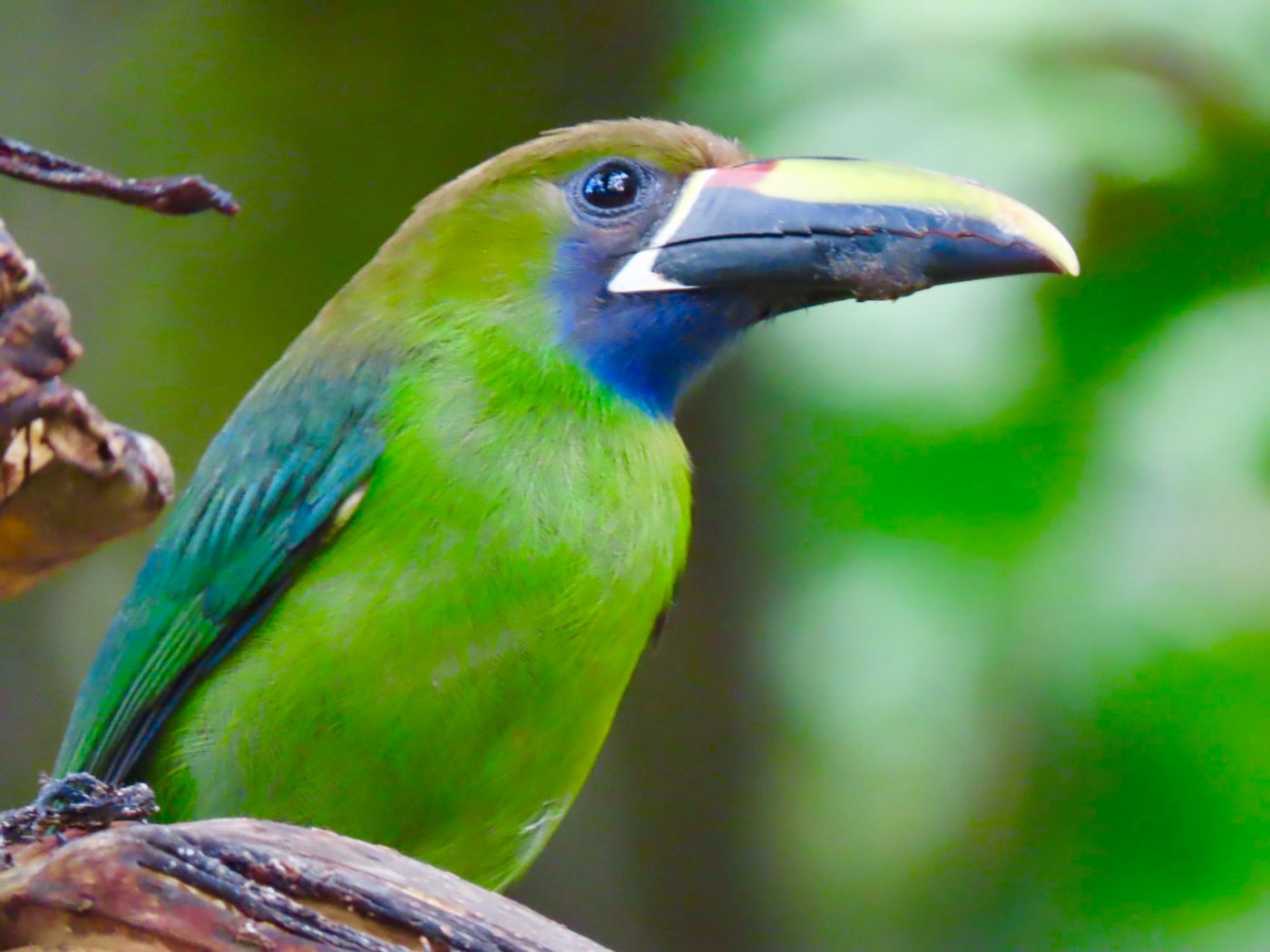 Emerald toucanet