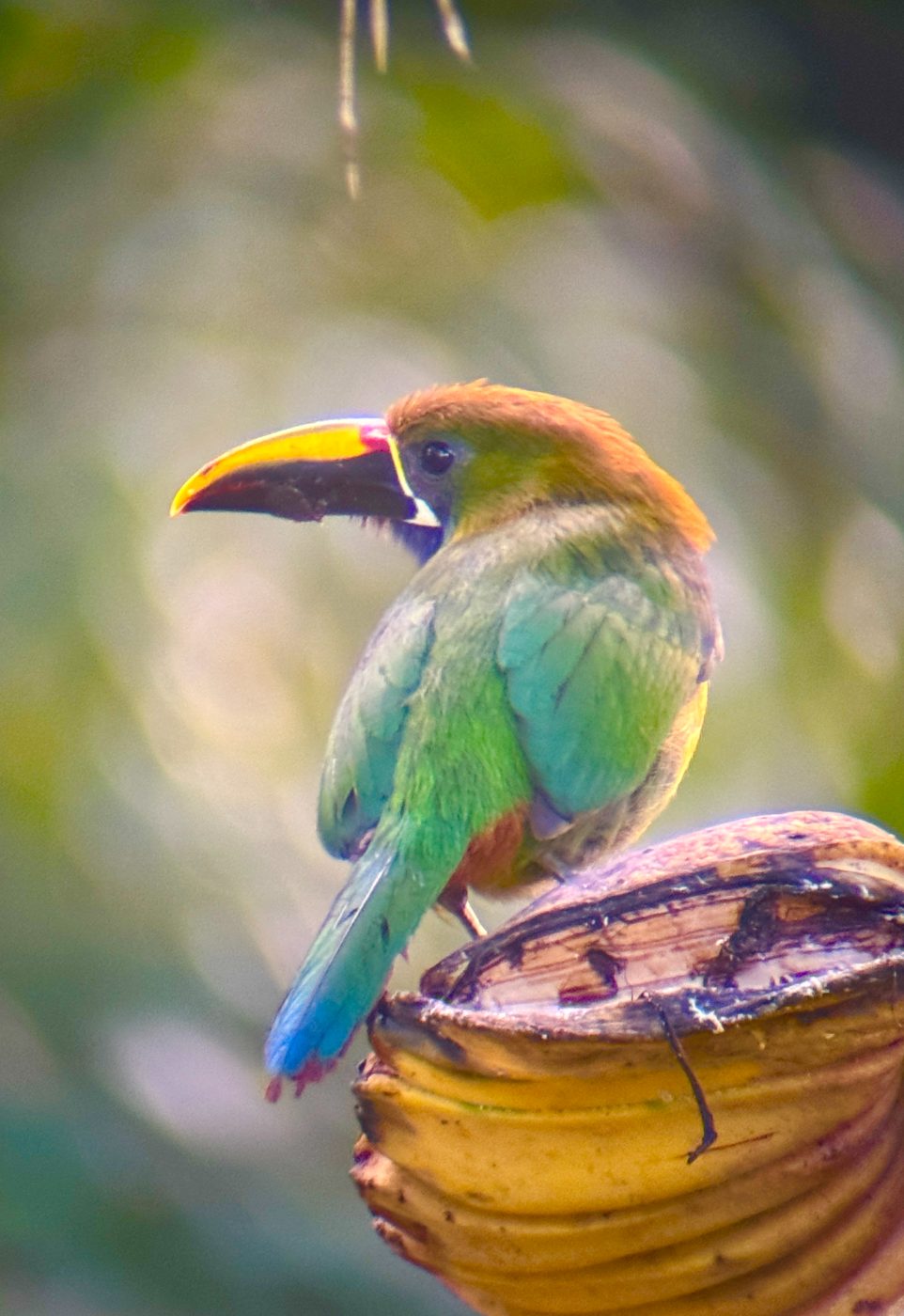Emerald toucanet on a palm