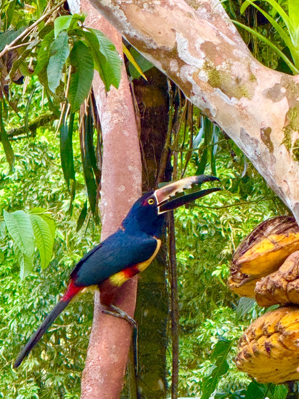 Collared aracari