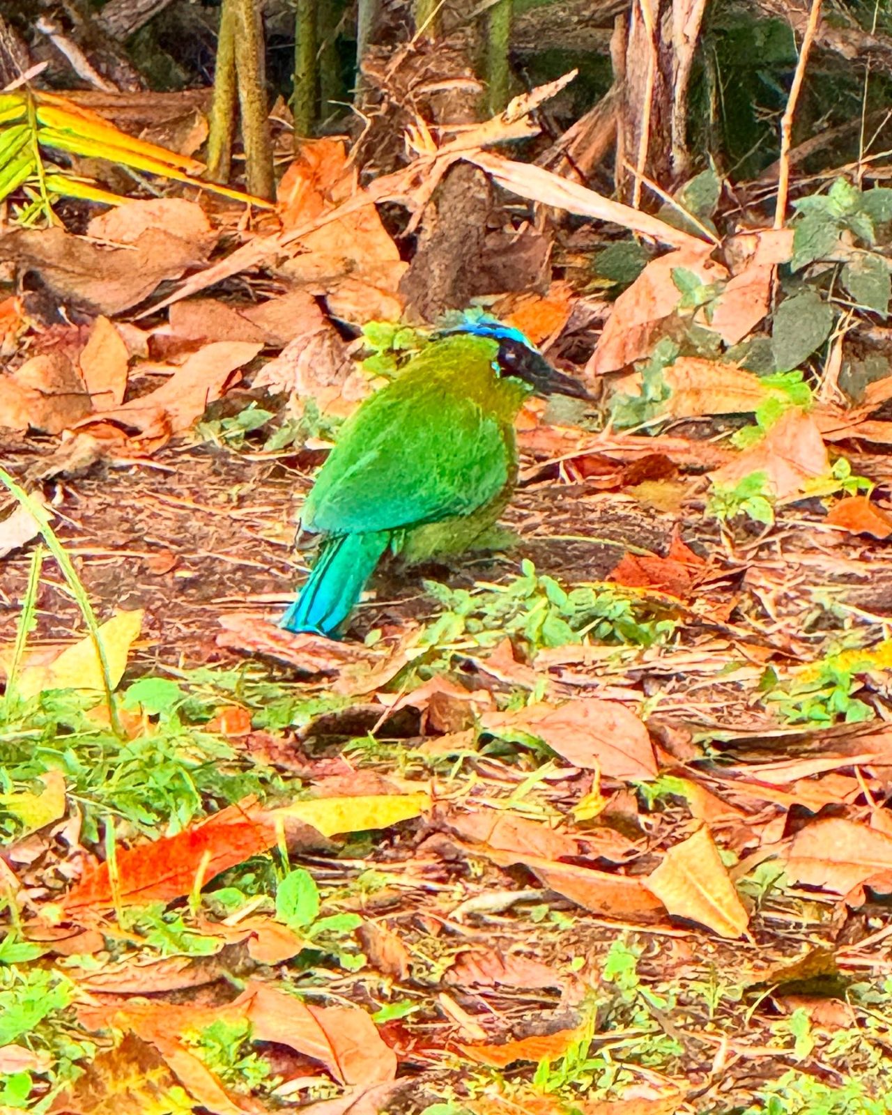 Blue-crowned motmot