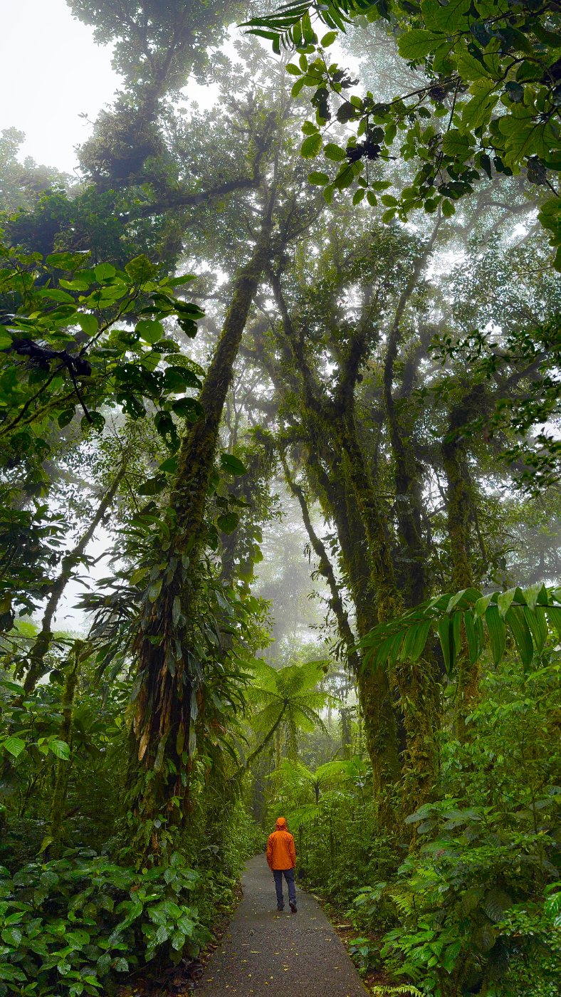 Monteverde cloud forest trail