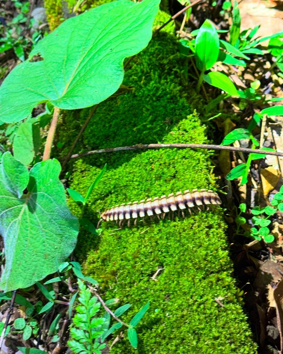Yellow-banded millipede