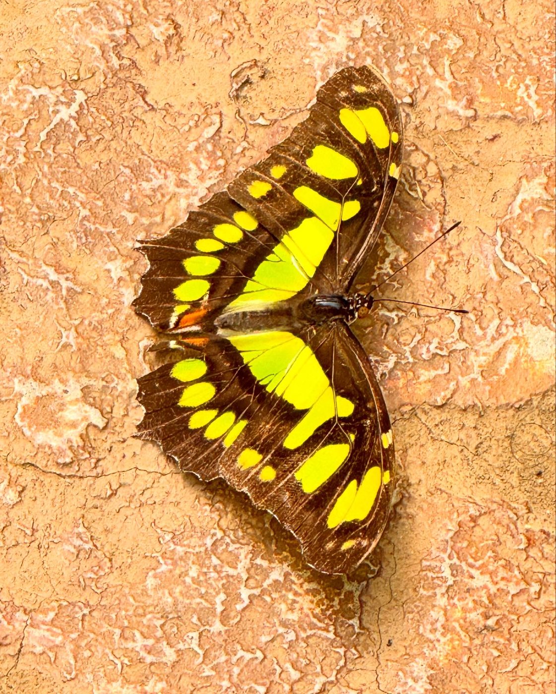 Malachite butterfly