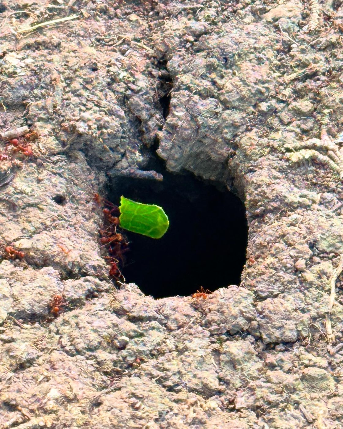 Leafcutter ants at the nest