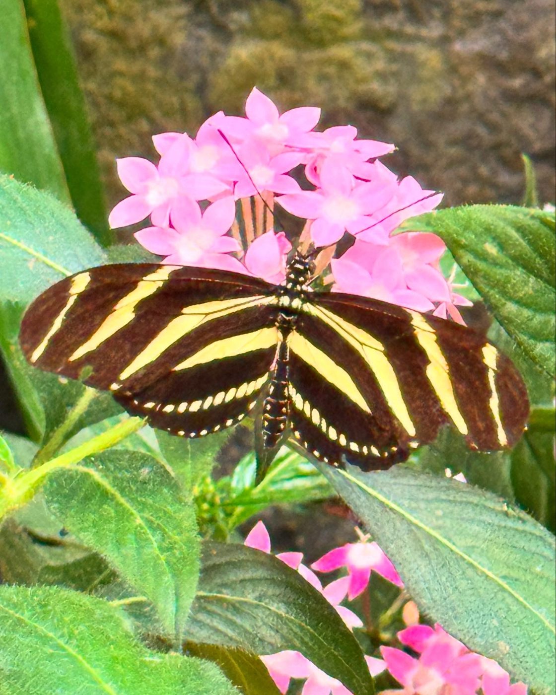 Zebra longwing butterfly