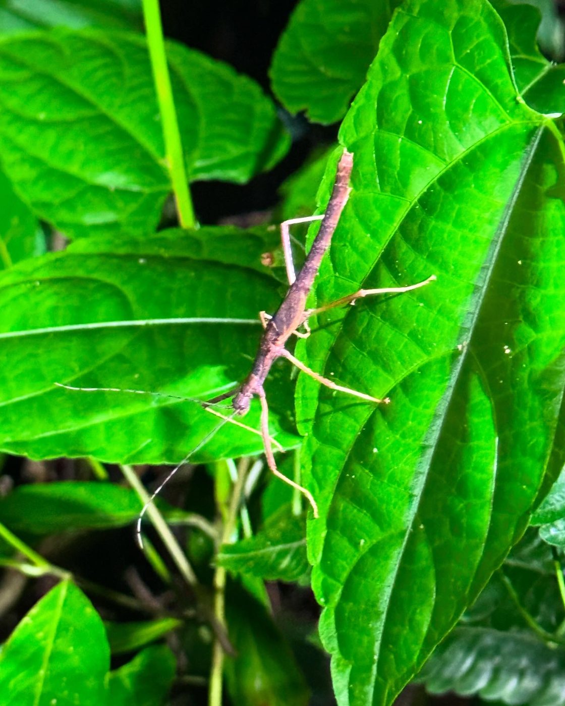 Stick insect