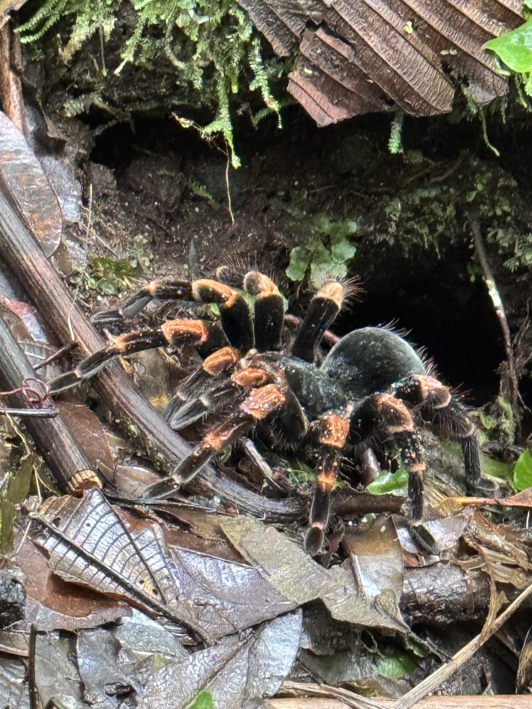Costa Rican tarantula