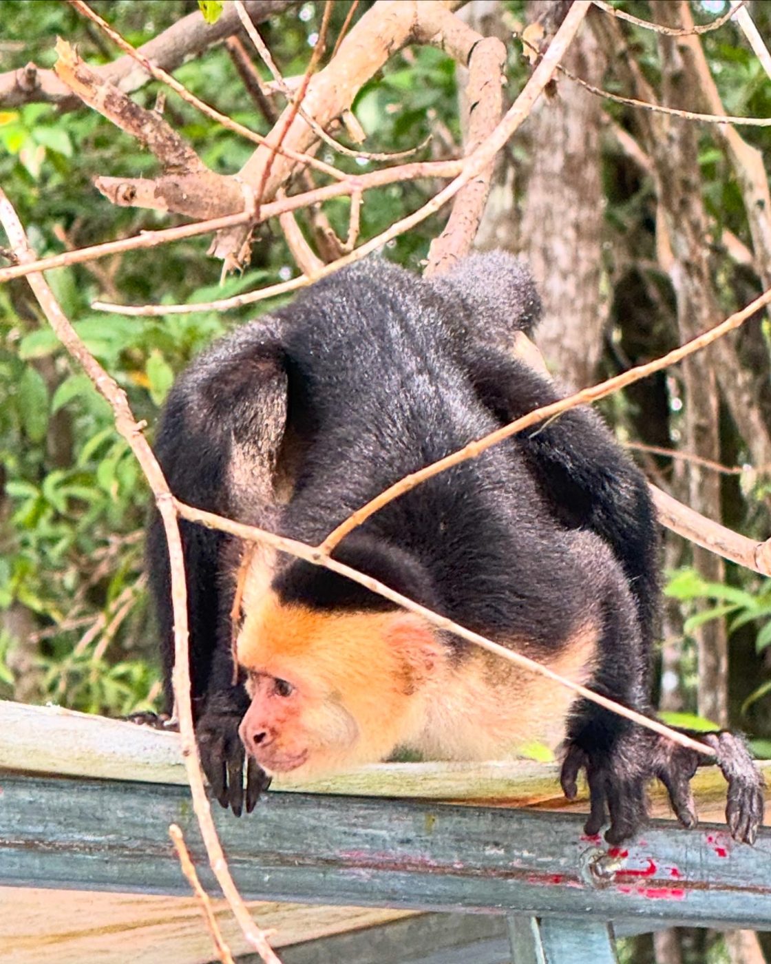 White-faced capuchin