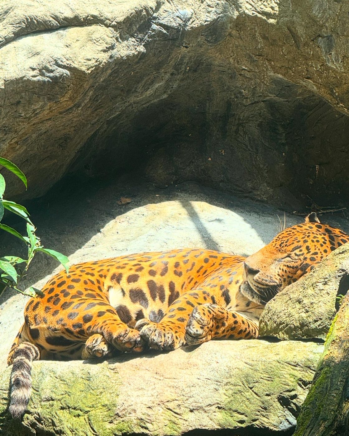 Jaguar resting in the shade