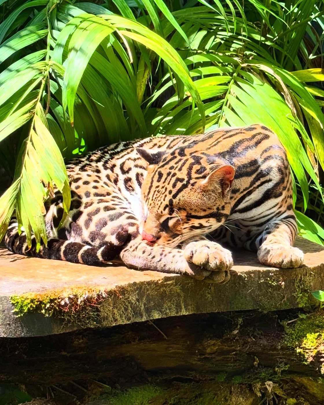 Ocelot