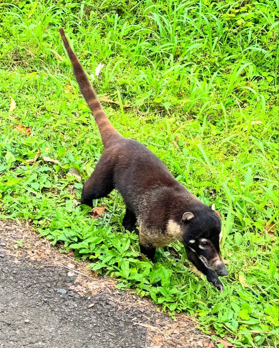 White-nosed coati