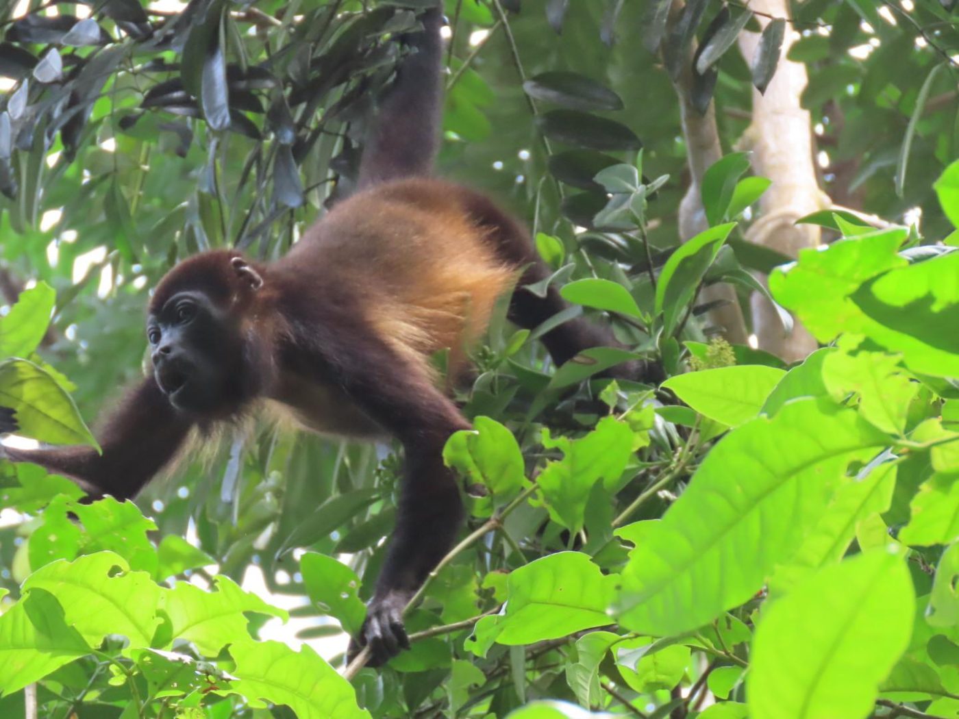 Mantled howler monkey