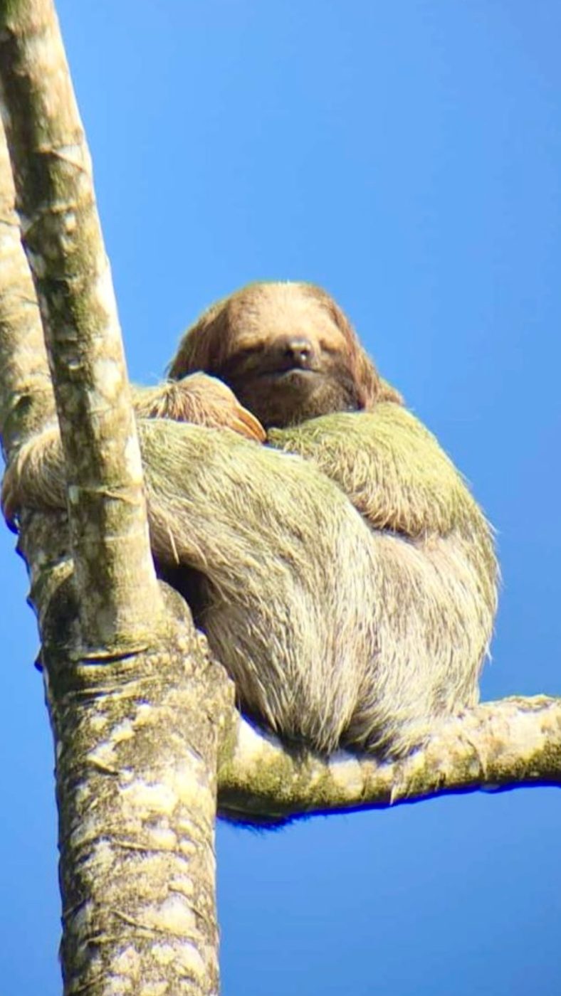 Three-toed sloth