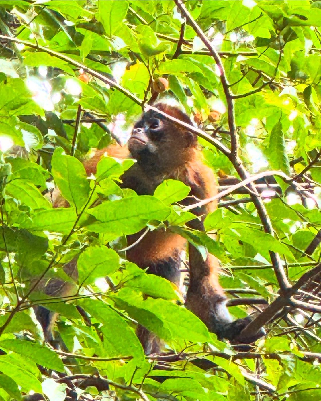 Spider monkey in the canopy