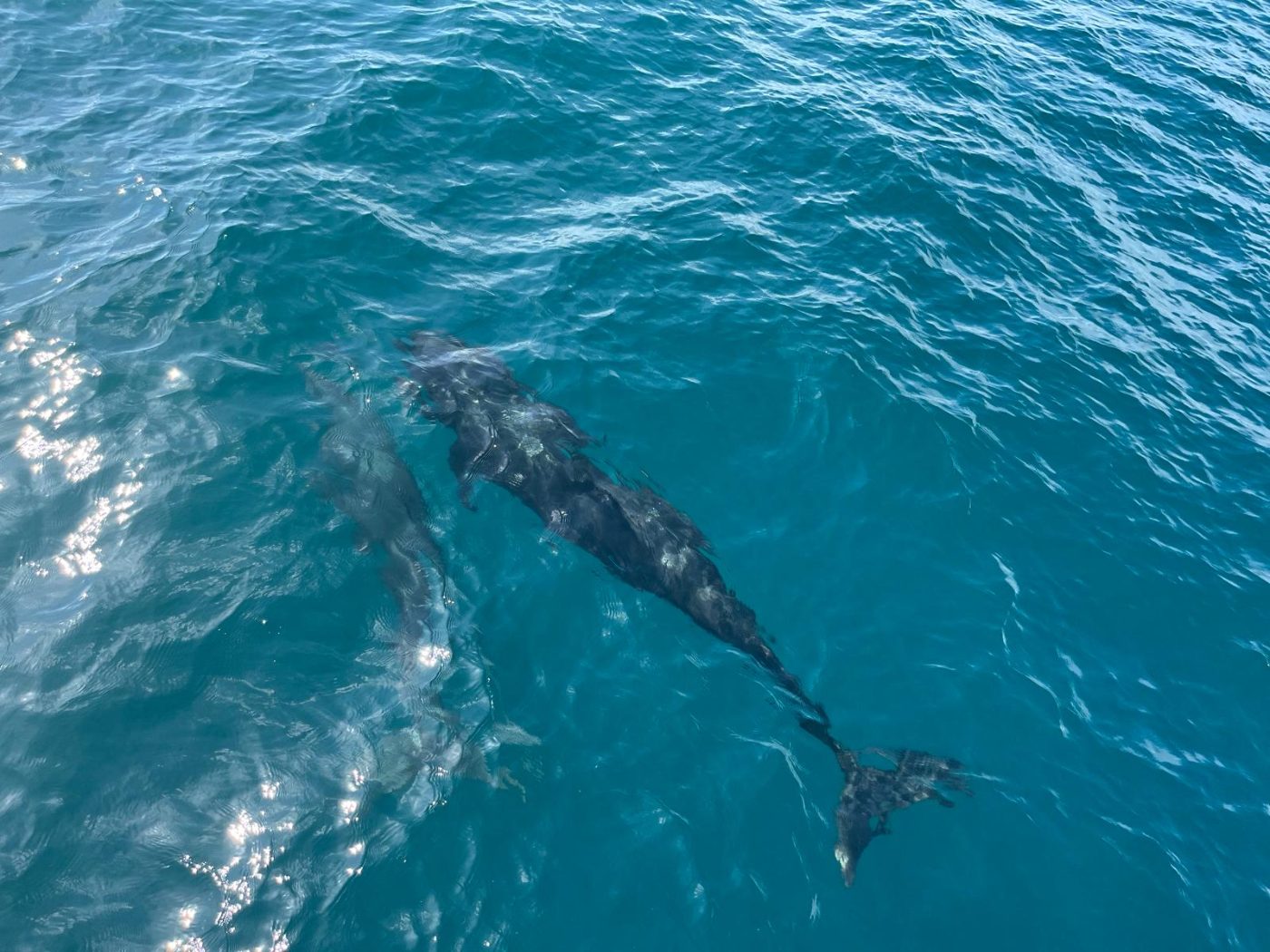 Dolphins off the Pacific coast