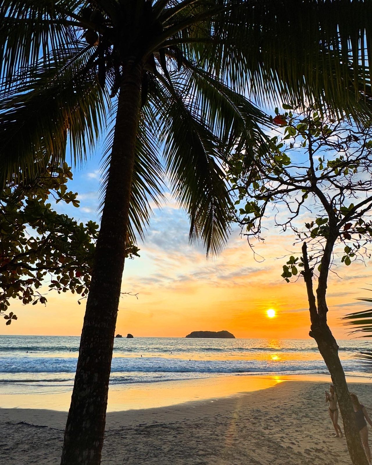 Sunset through the palms