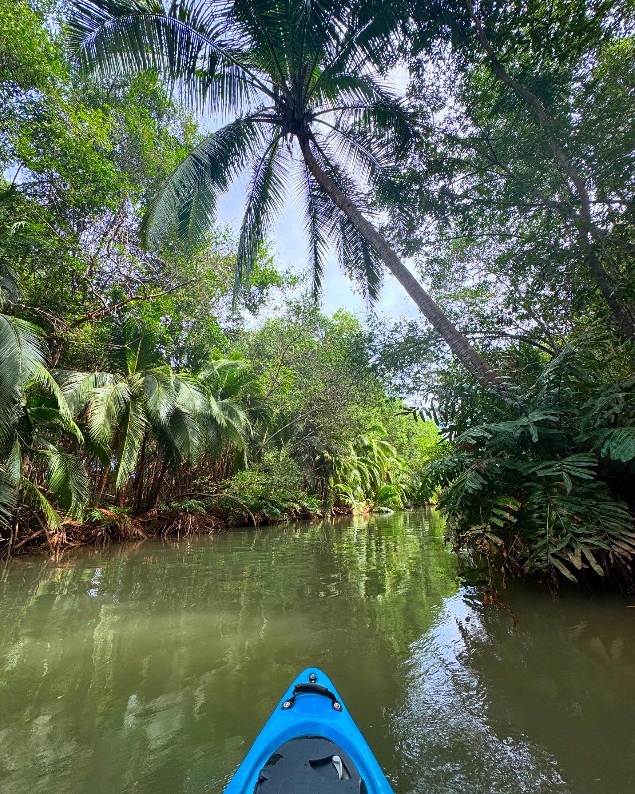 Kayak on the mangrove river