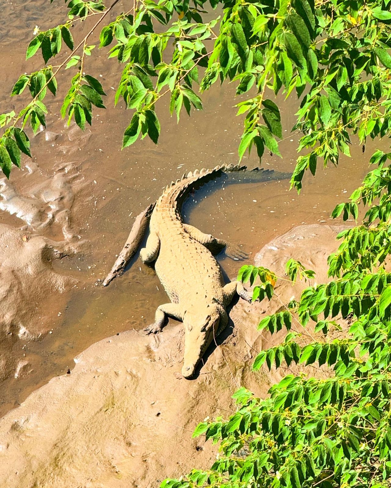 Crocodile on the riverbank