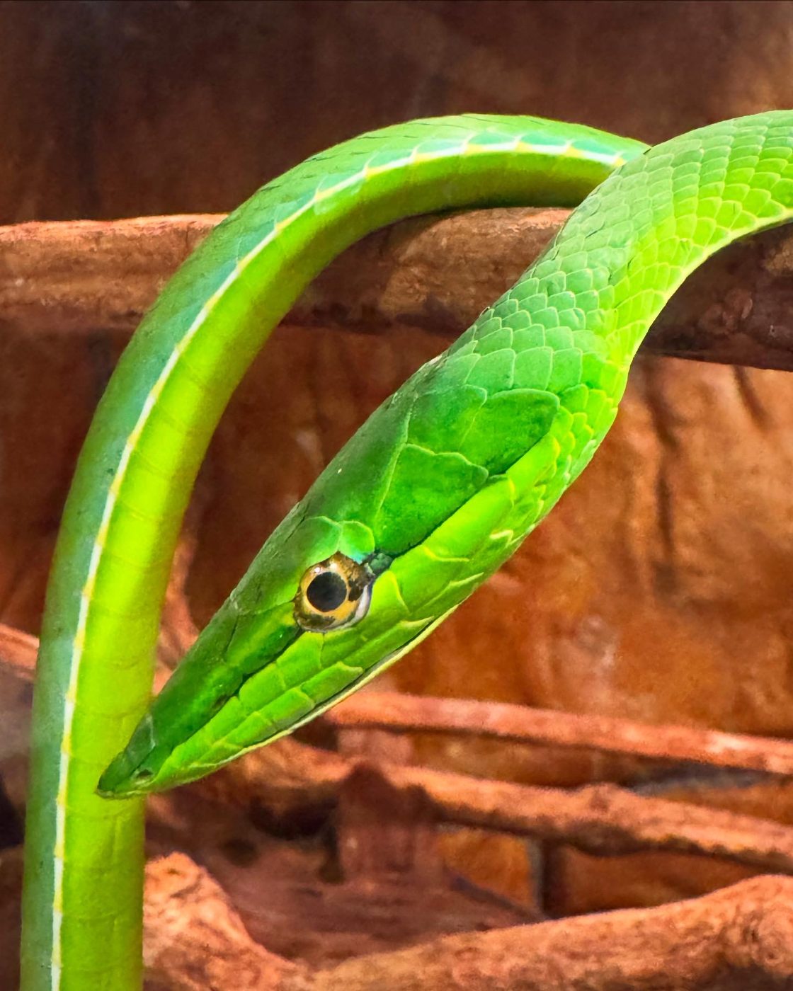Green parrot snake