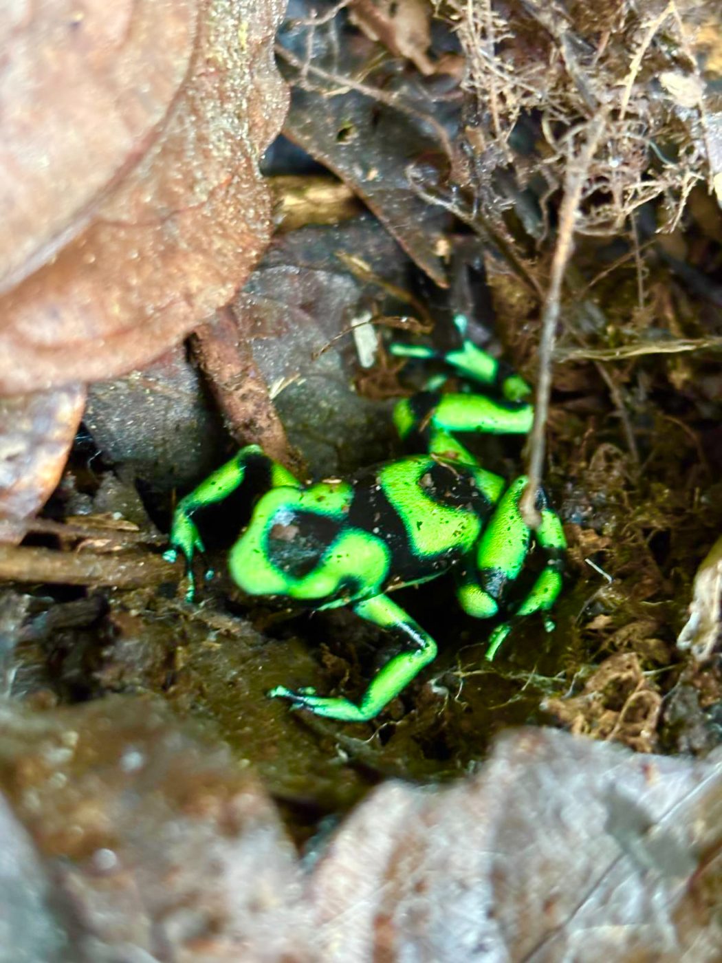 Green-and-black poison dart frog