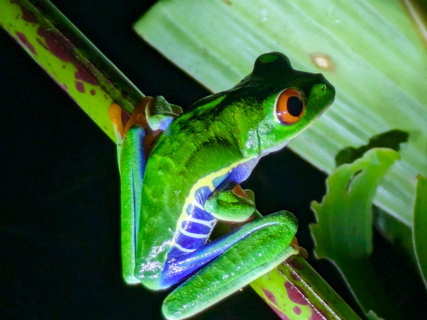 Red-eyed tree frog
