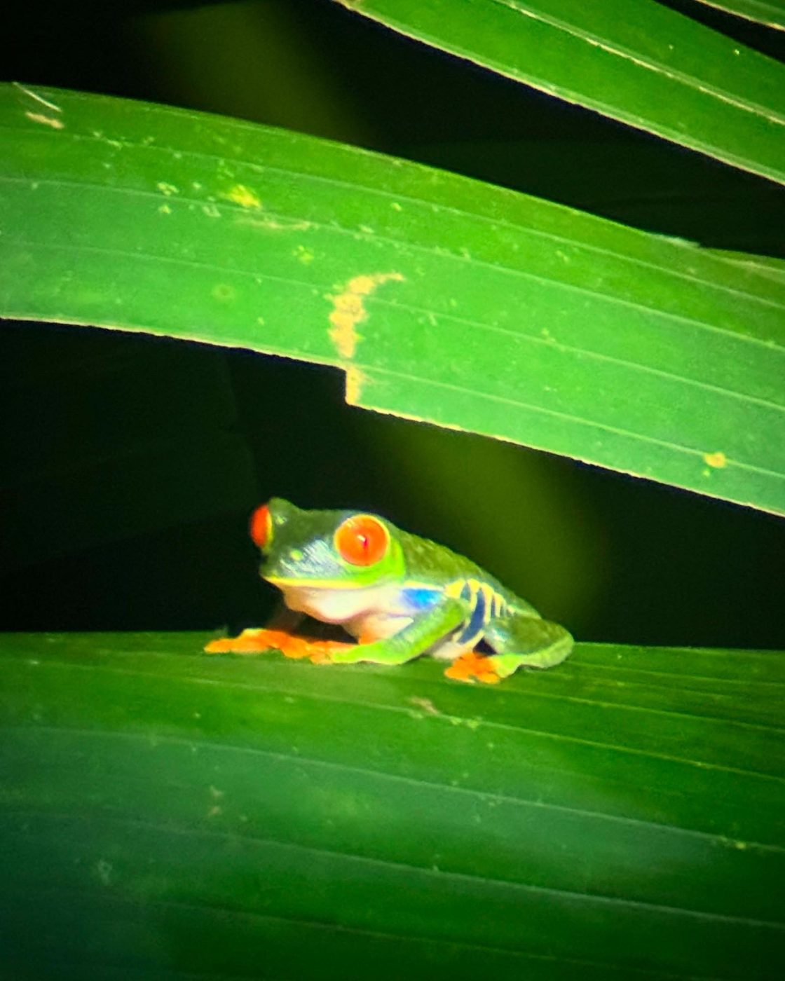 Red-eyed tree frog on a leaf