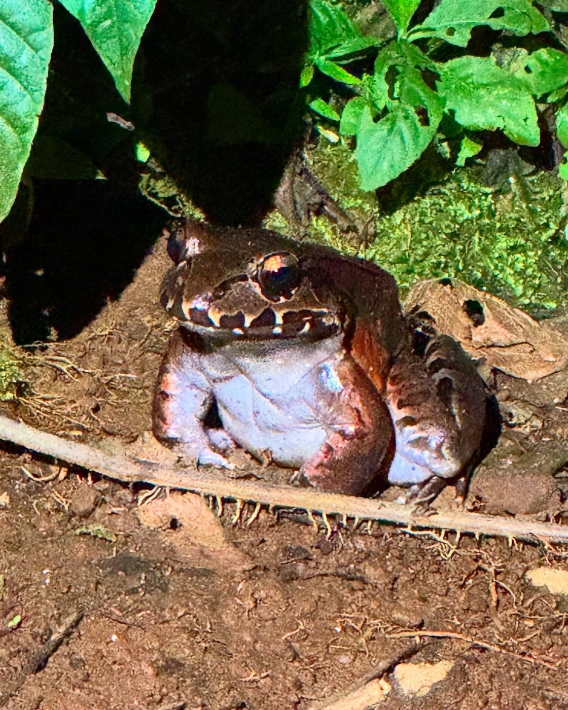 Smoky jungle frog